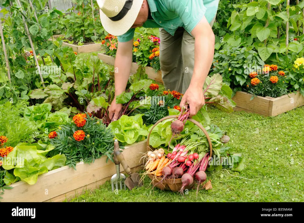 Memanen sayur mayur di kebun