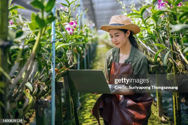 Petani yang sedang merawat anggrek dengan gembira