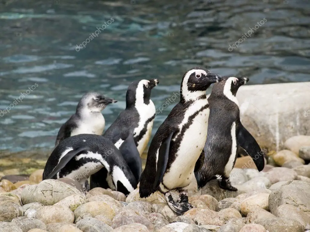 Sekelompok penguin yang sedang bermain