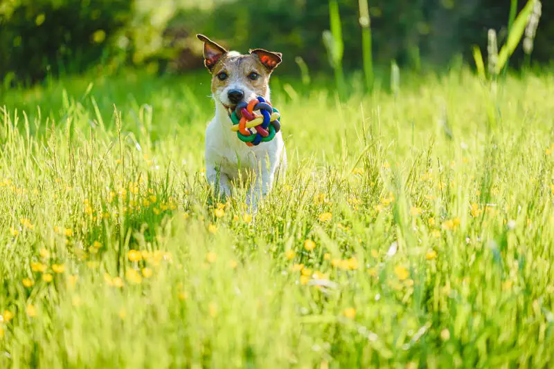 Anjing yang gembira bermain ambil bola