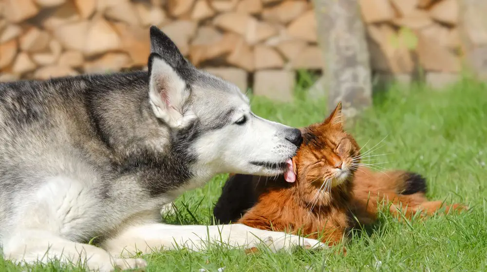 Anjing dan kucing bermain bersama di taman yang hijau dan terawat