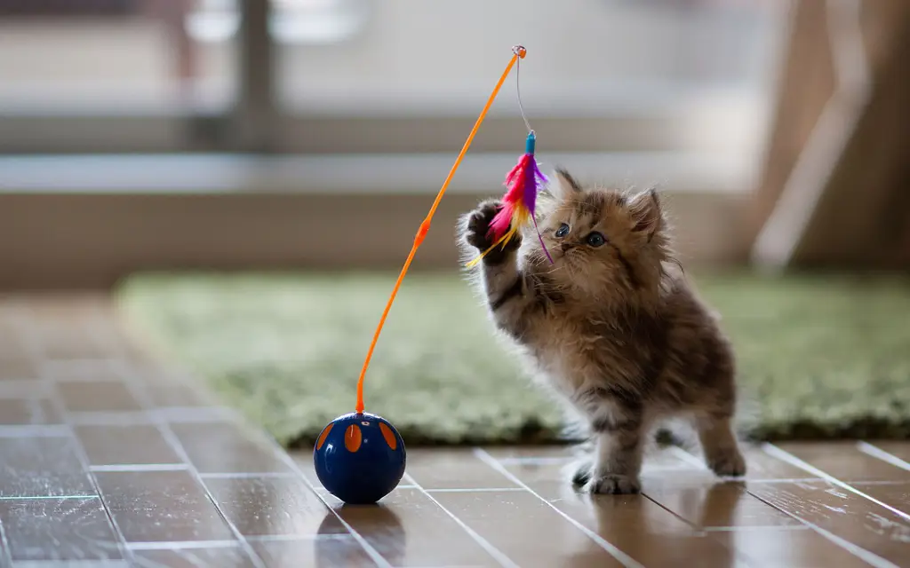 Keharmonisan keluarga kucing dalam game Keluarga kucing bermain bersama