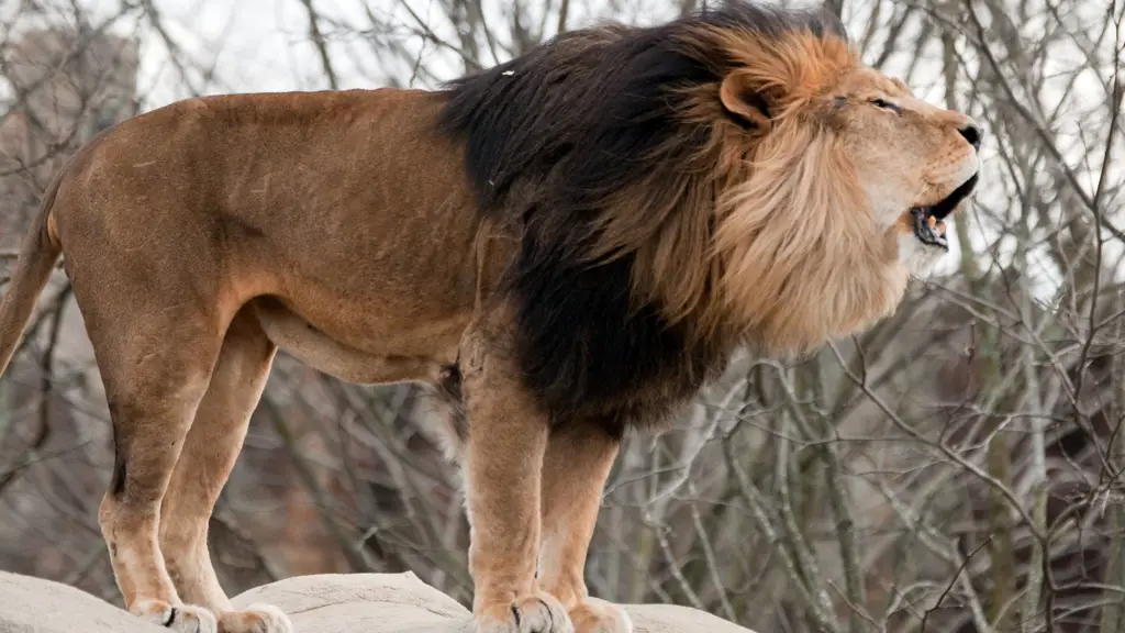 Singa mengaum di savana Afrika.