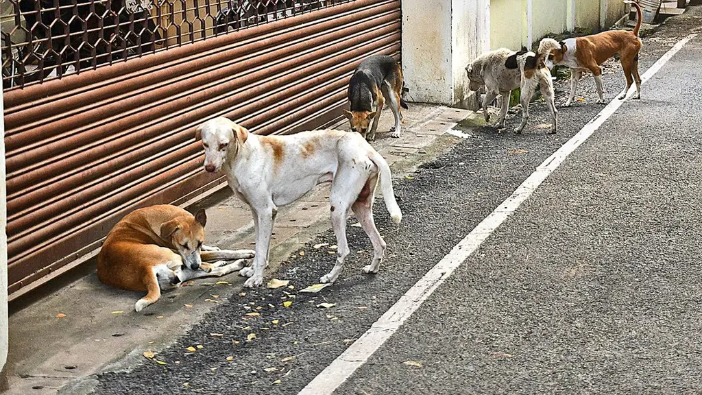 Anjing-anjing jalanan di Surat