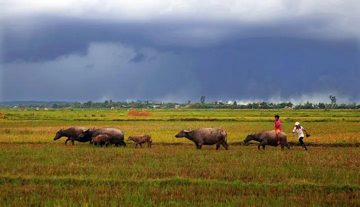 Gambar pemandangan desa yang damai