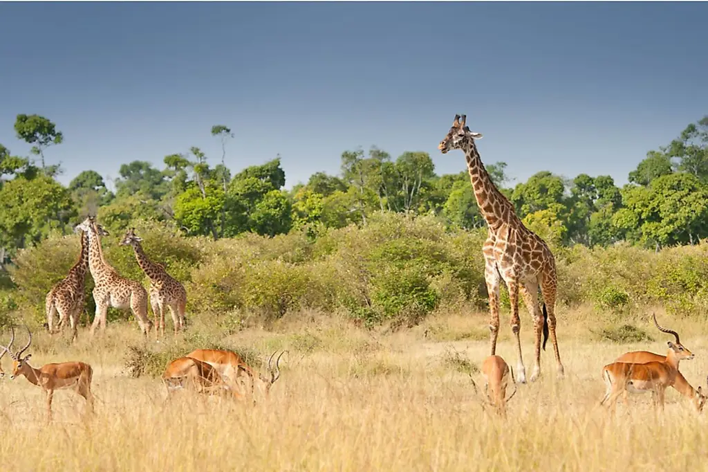 Kawanan jerapah di padang savana Afrika