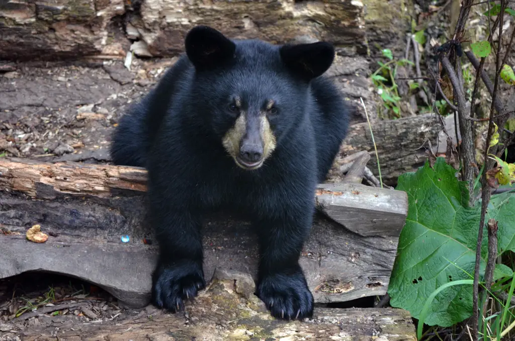 Habitat beruang hitam Amerika