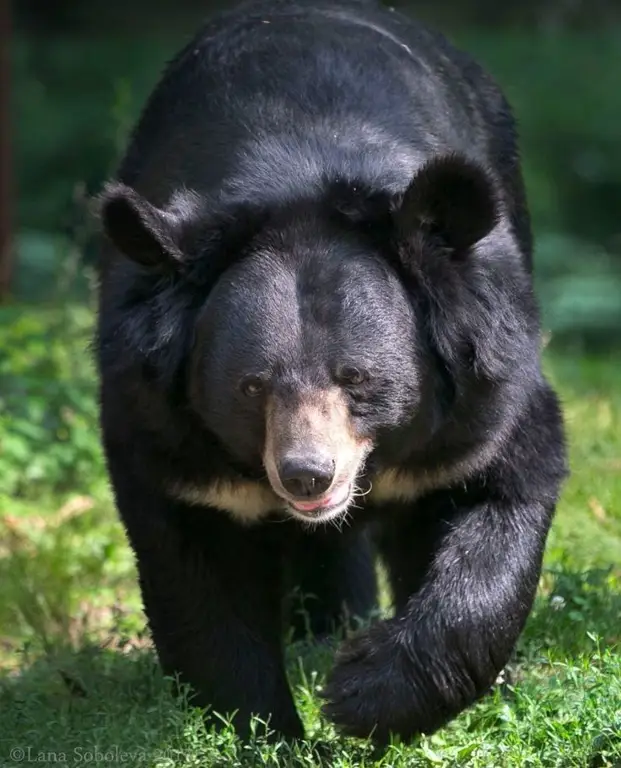 Beruang hitam asia di habitat aslinya