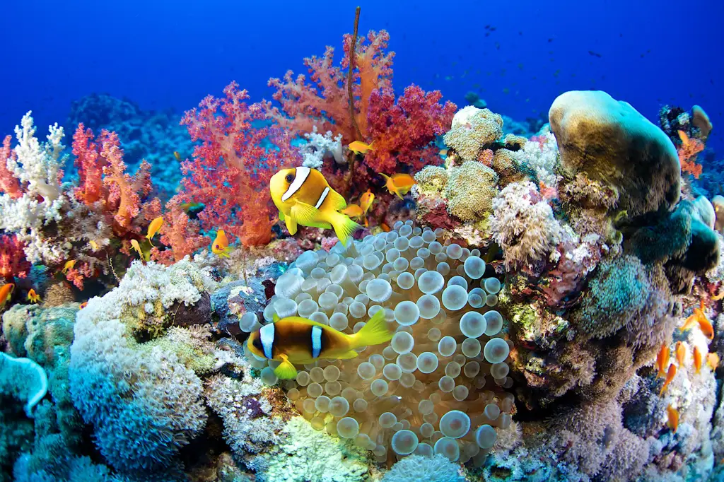 Gambar ekosistem terumbu karang yang kaya akan kehidupan laut.