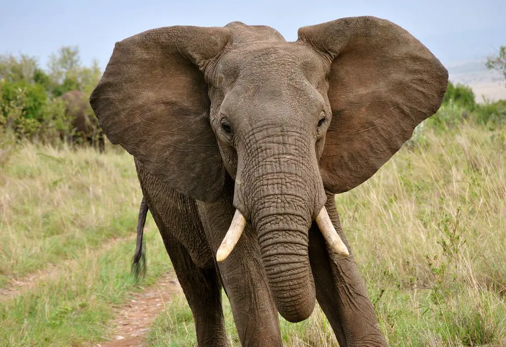 Gajah Afrika yang besar dan kuat