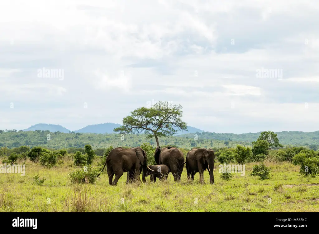 Gajah di sabana