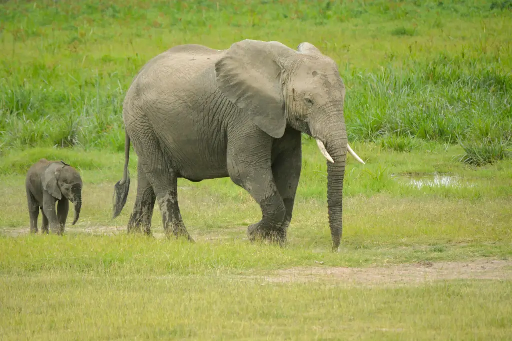 Gajah Afrika di habitat aslinya