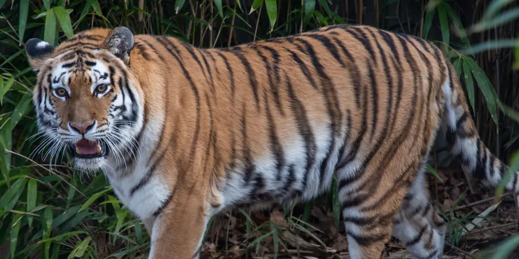 Harimau di habitat aslinya