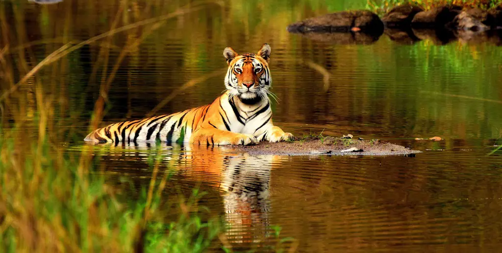 Harimau di hutan hujan tropis