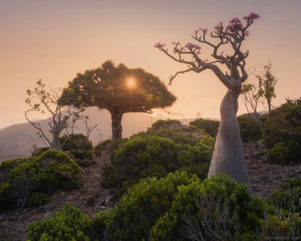 Pohon darah naga dan hewan di Socotra