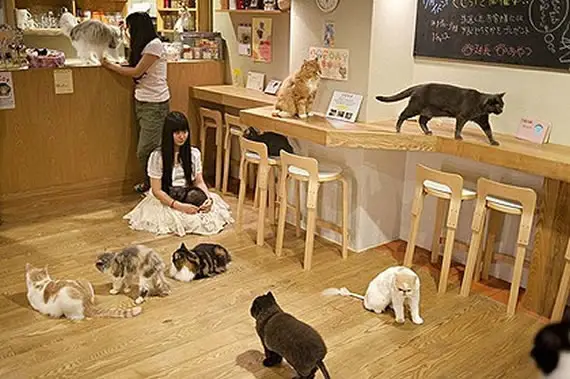 Suasana kafe kucing di Jepang