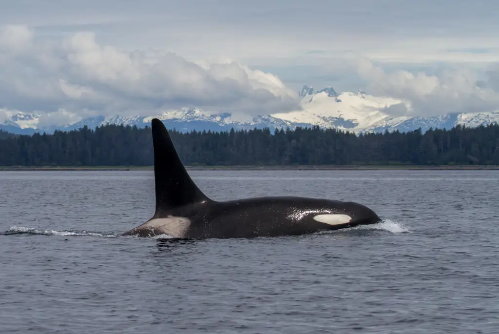 Paus pembunuh sedang berburu di perairan Alaska