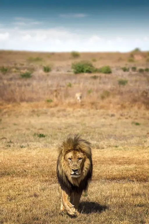 Singa di padang sabana Afrika