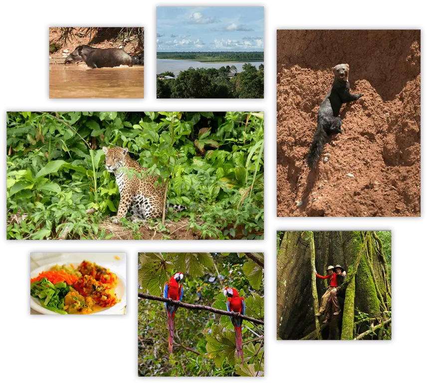 Keanekaragaman Satwa Liar di Hutan Amazon Bolivia