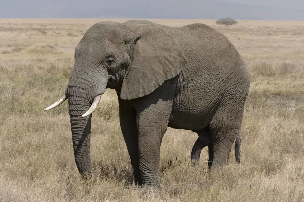 Gajah Afrika di habitat alaminya