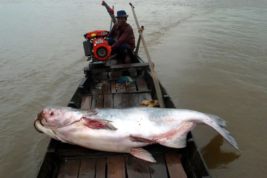 Hewan liar di sekitar Sungai Mekong