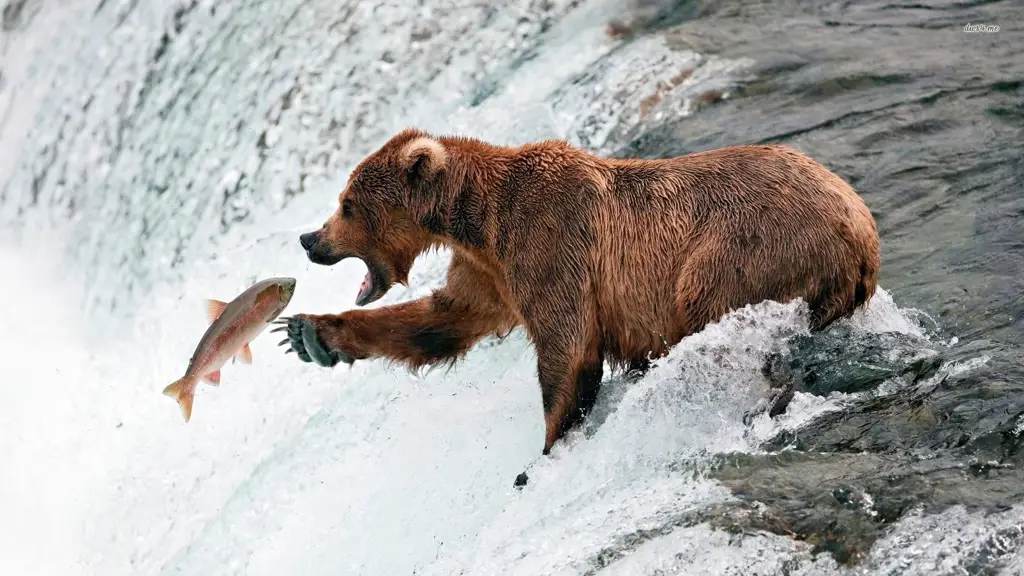 Beruang cokelat Alaska sedang memancing salmon