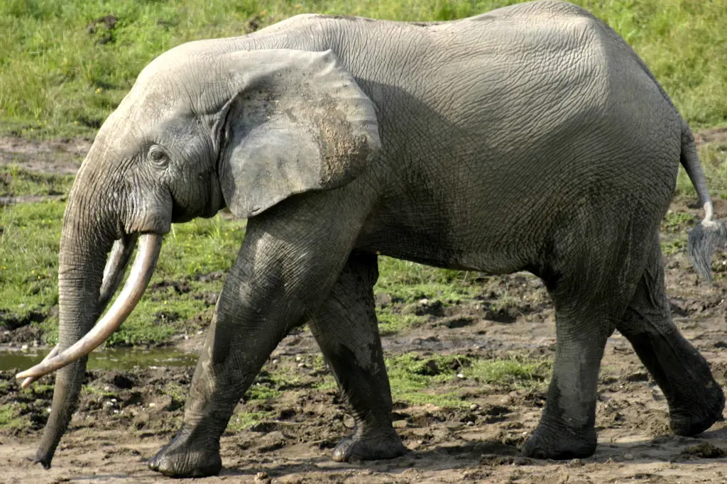 Gajah Afrika di habitat aslinya