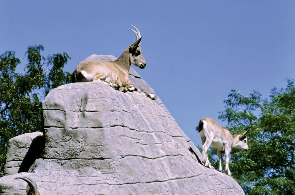 Kambing gunung di habitat aslinya