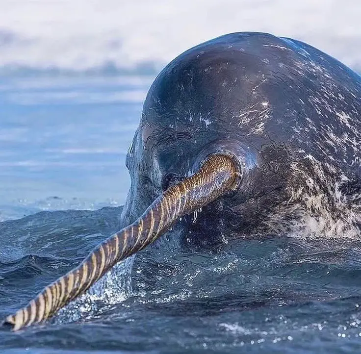 Narwhal di bawah laut