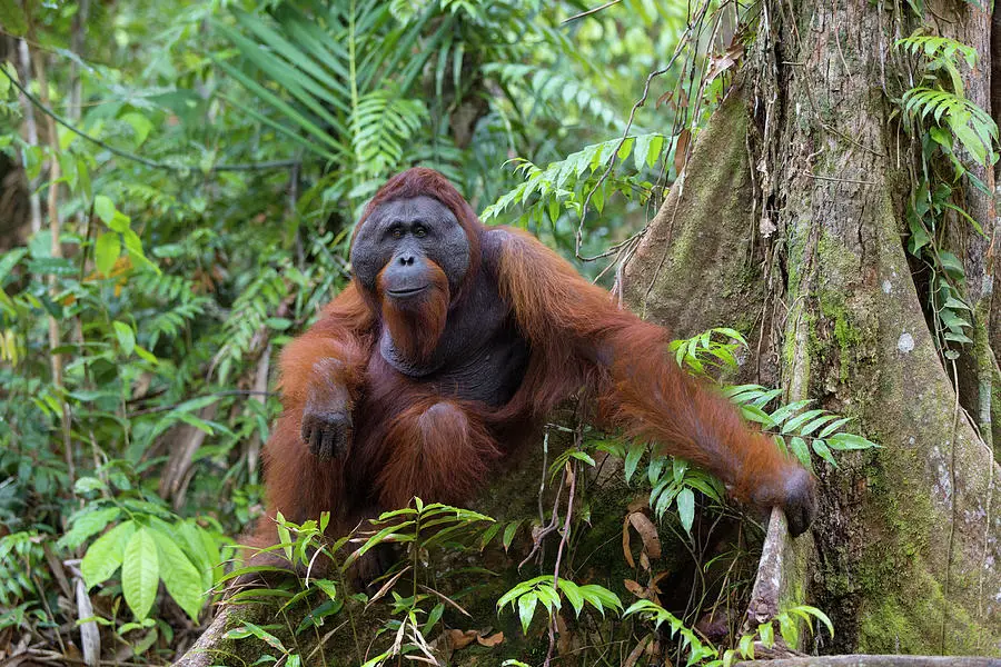 Orangutan di hutan hujan