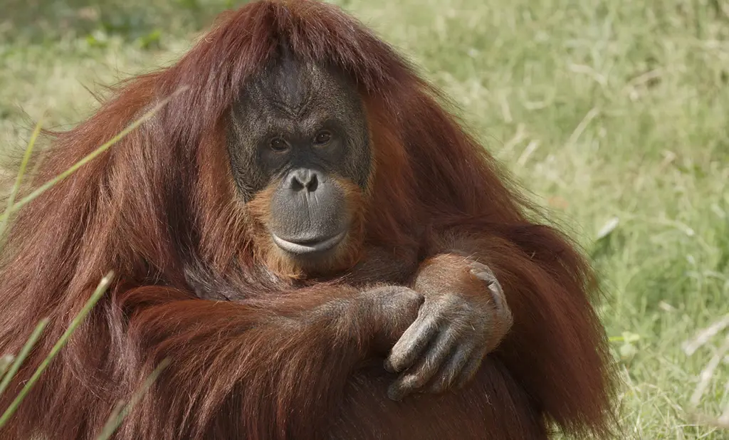 Orangutan di habitat aslinya