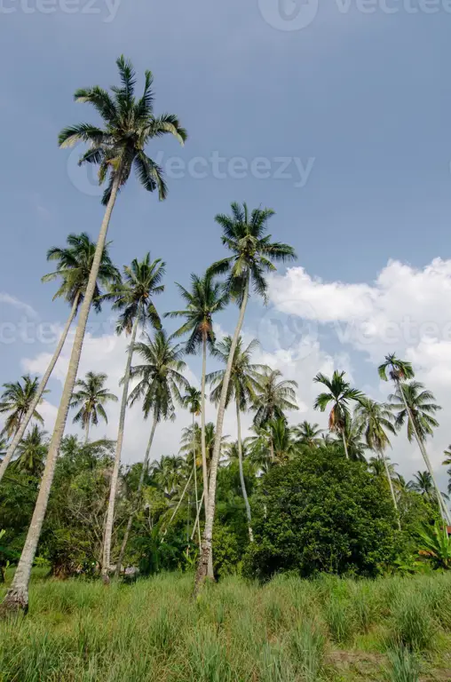 Pemandangan pertanian yang damai dan indah