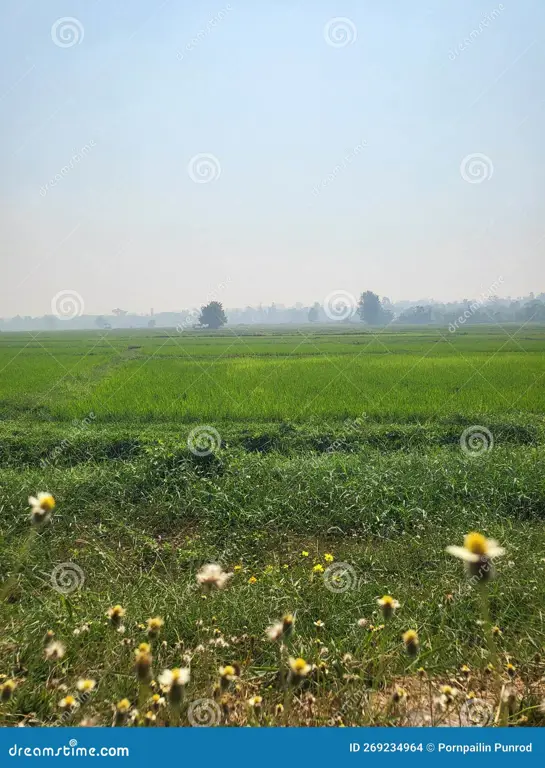 Pemandangan pedesaan yang damai dengan pertanian subur