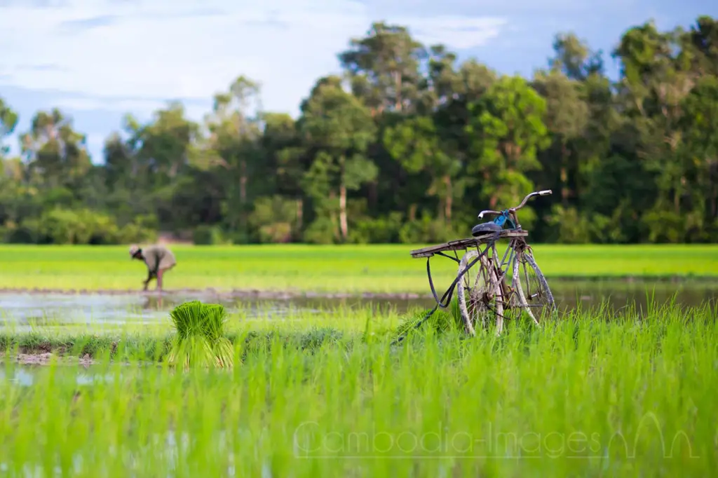 Pemandangan pedesaan di Bang Bona Kamboja