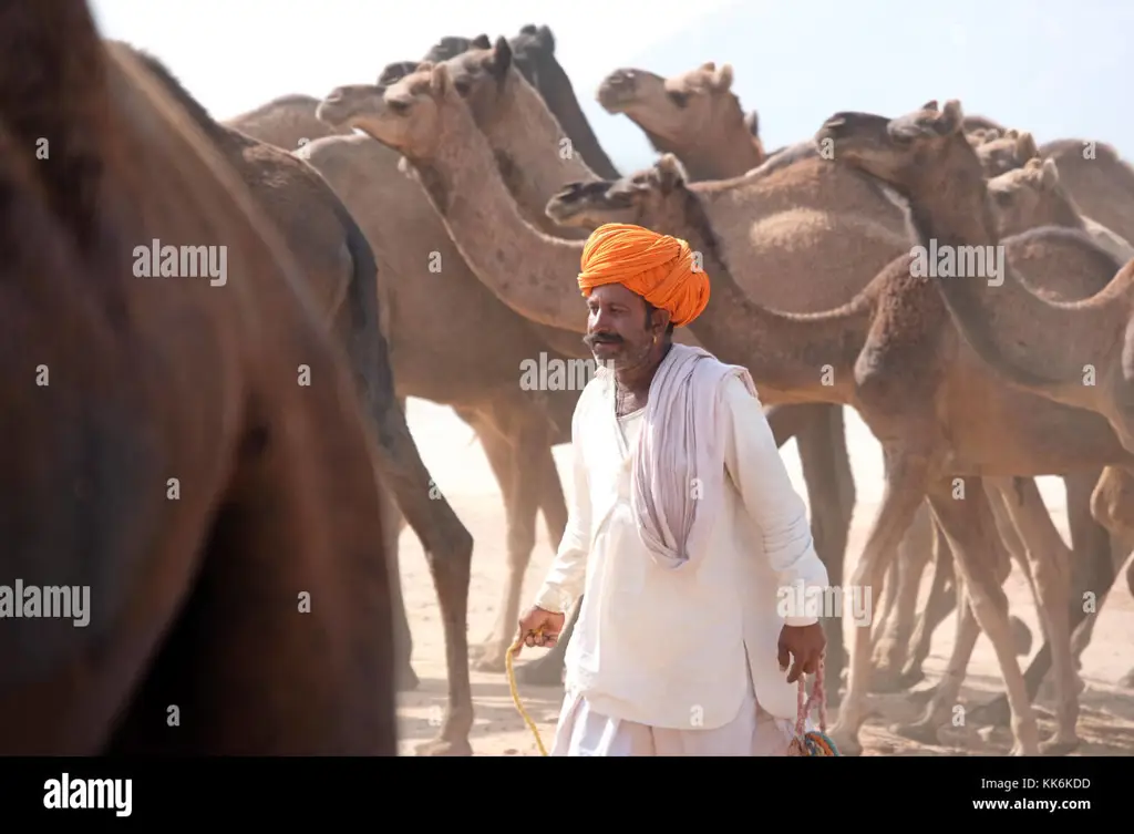 Penggembala unta di Rajasthan