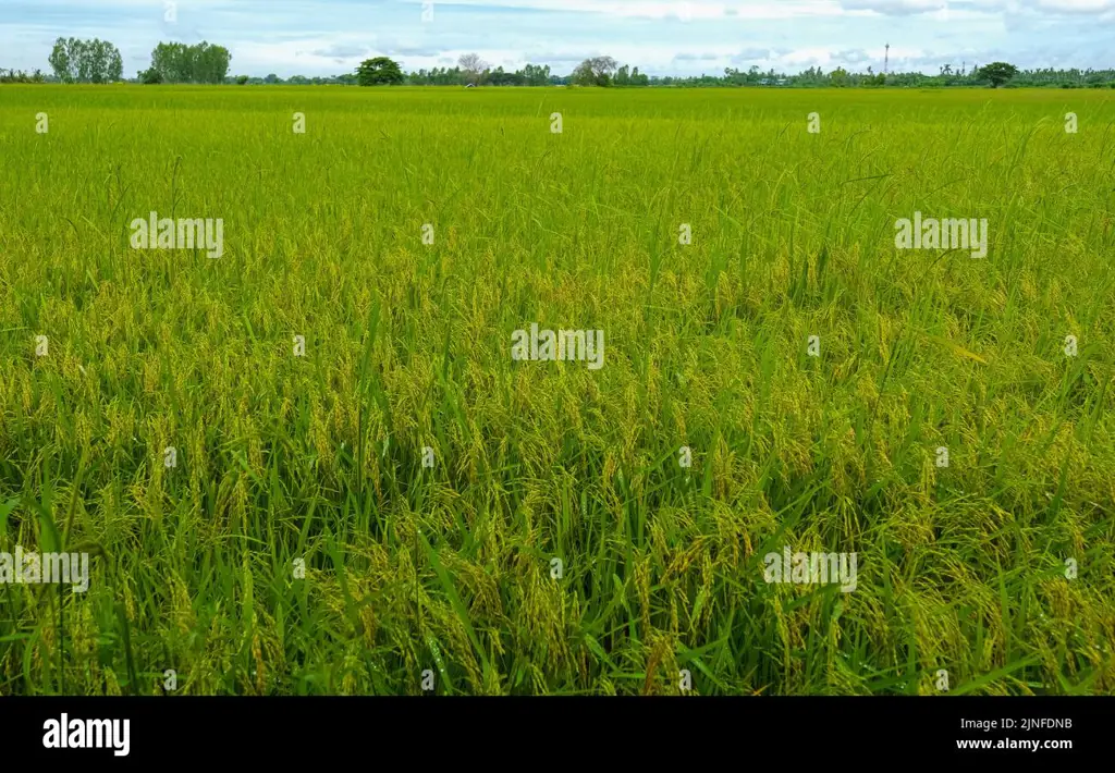 Sawah-sawah di Kamboja saat musim hujan.