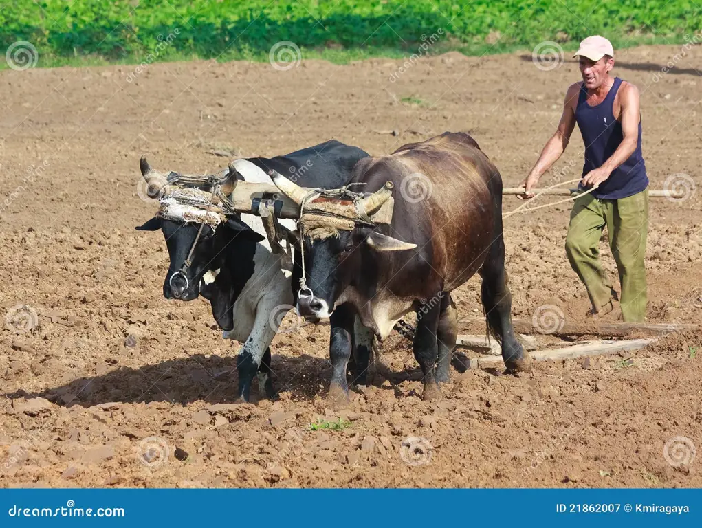 Petani sedang bekerja di sawah