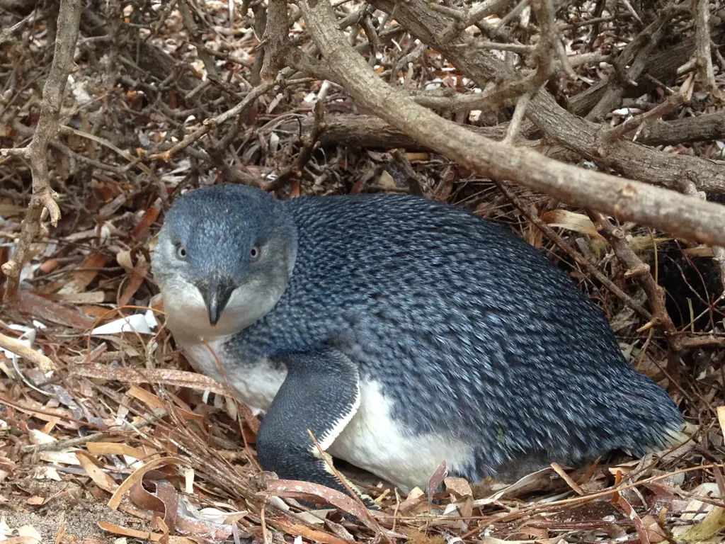 Habitat pinguin di Antartika