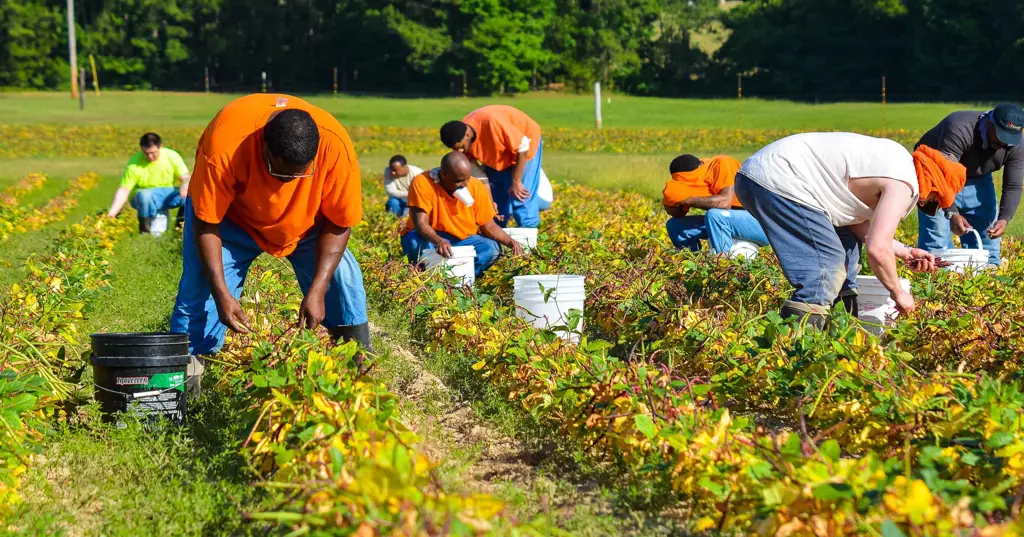 Seorang petani sedang bekerja di sawah dengan latar belakang pegunungan