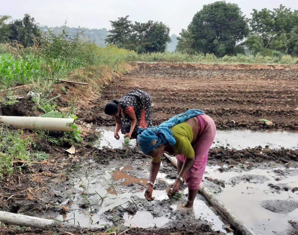 Petani sedang bekerja di ladang