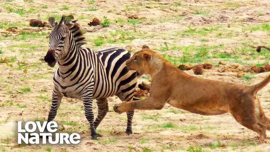 Singa berburu di padang rumput Afrika