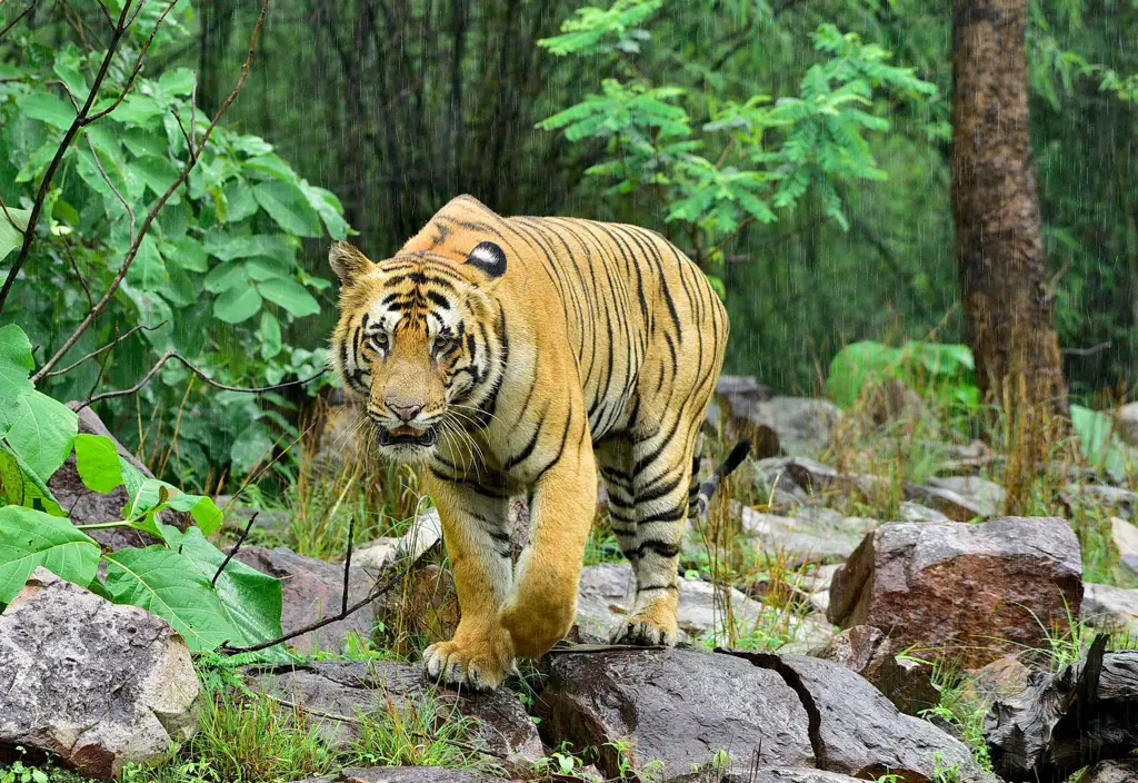 Harimau di habitat aslinya