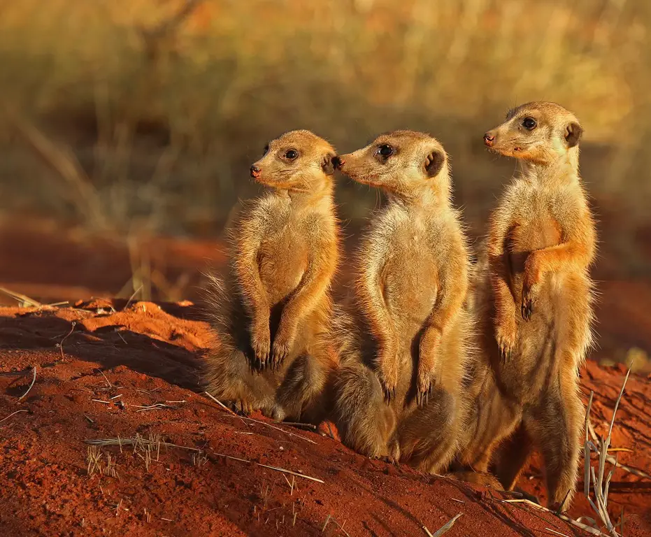 Keluarga Meerkat sedang berinteraksi