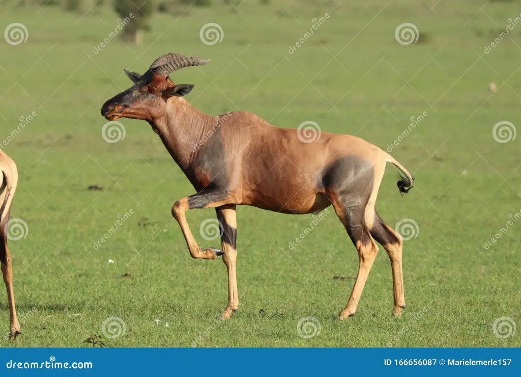 Topi di sabana Afrika