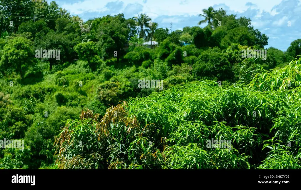 Pemandangan indah di Bandar Masilam