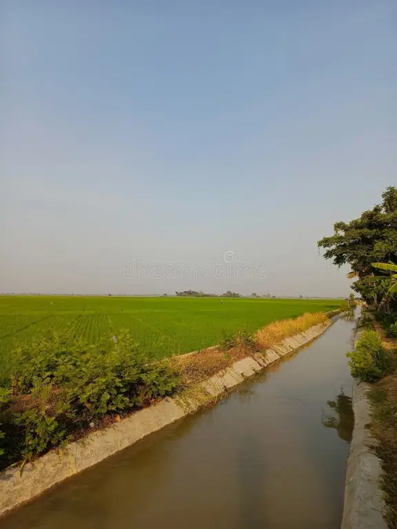 Pemandangan sawah hijau dan sungai di Bandaran Lamongan