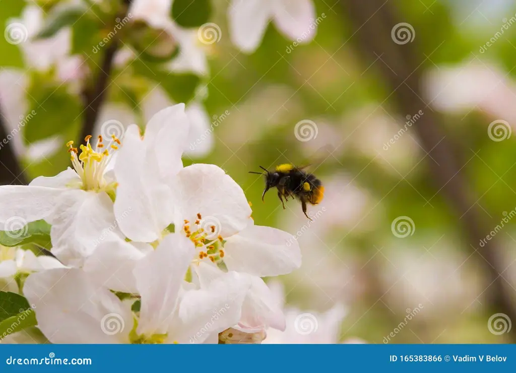 Lebah bumblebee terbang di antara bunga-bunga