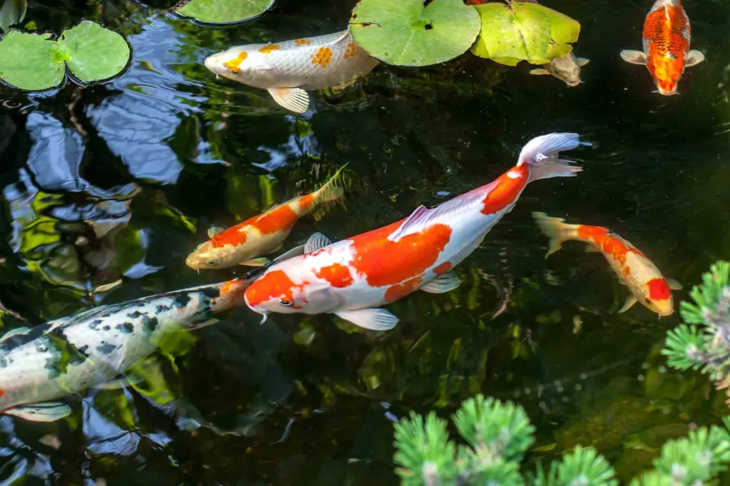 Kolam ikan Koi yang indah dan tenang