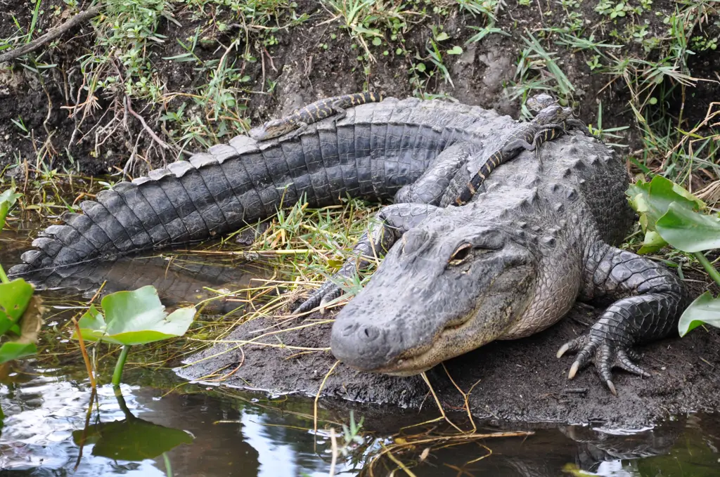 Kehidupan liar di Everglades Florida.