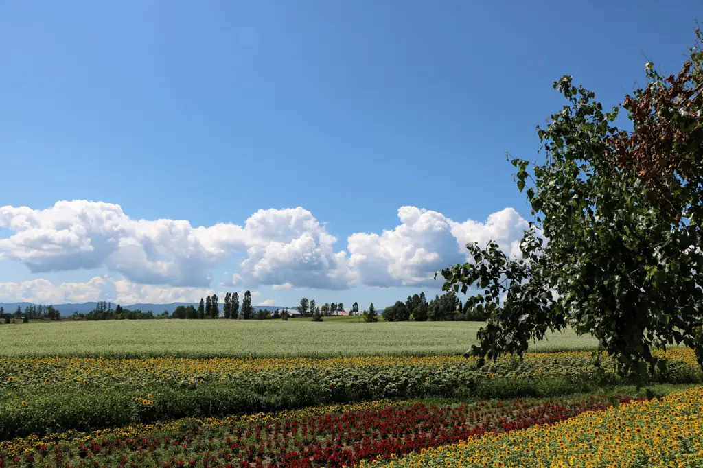 Pemandangan alam Hokkaido yang indah